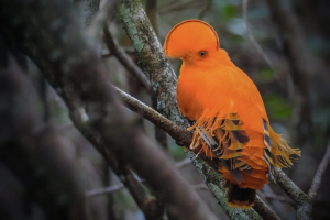 Onnatuurlijk? Nee, queer dieren zijn overal!